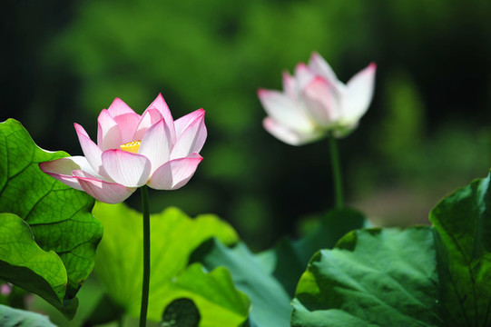 蓮花