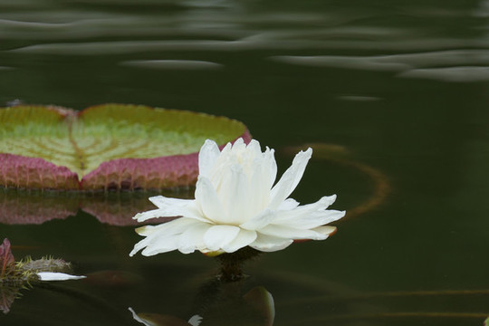 蓮花