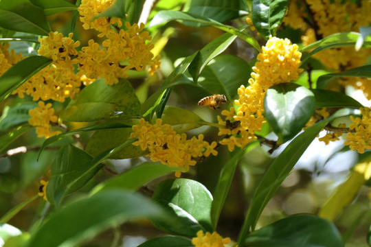 桂花
