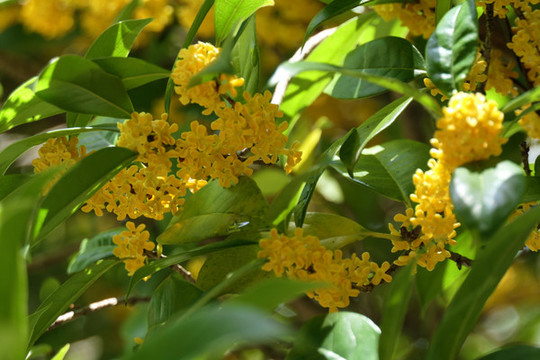 桂花