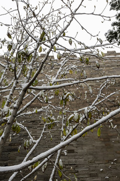 白雪掩映下的北京故宮城墻及古樹