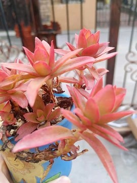 盆栽