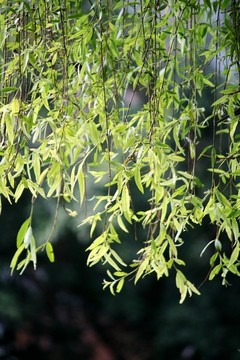 柳枝