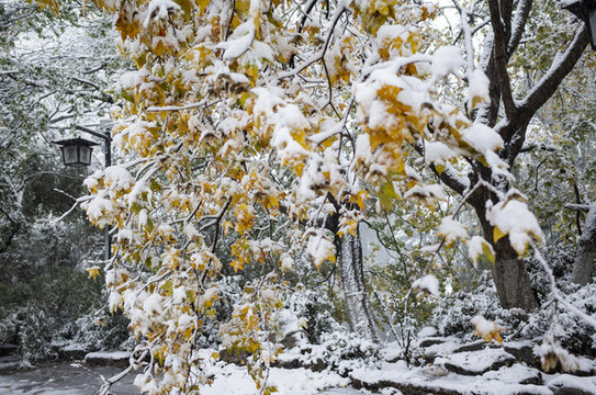 雪中的紅葉