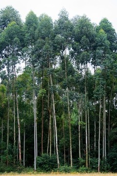 樹林