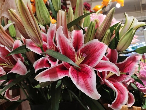 百合