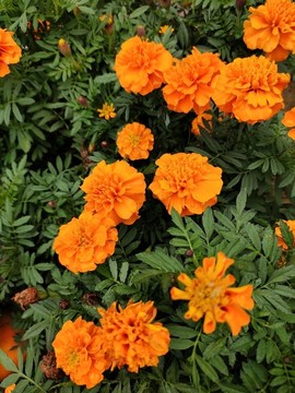 雛菊