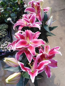 百合花