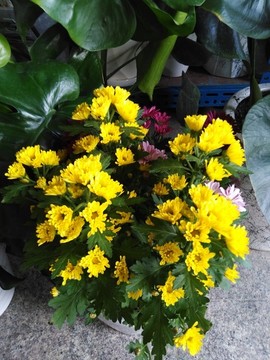 菊花