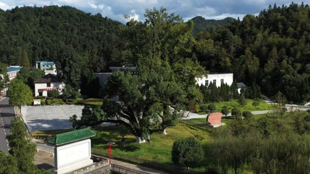 三灣改編楓樹坪