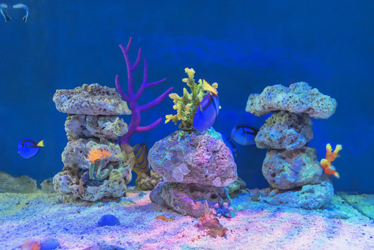 海洋生物