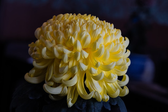 秋菊