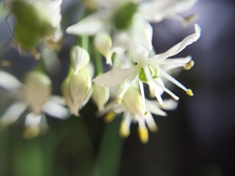韭菜花大圖
