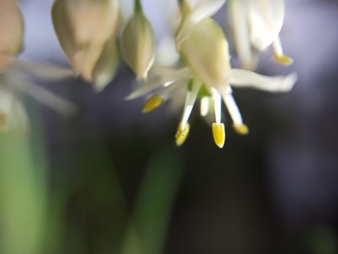 韭菜花背景圖