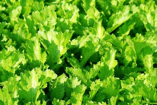 青菜