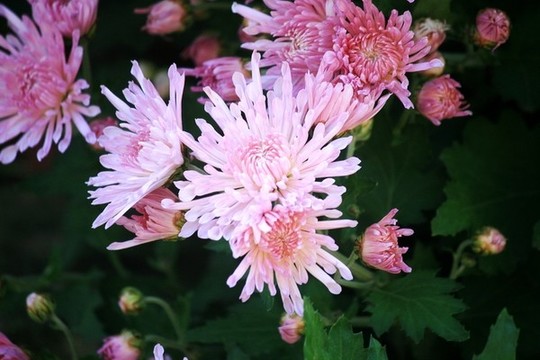 菊花
