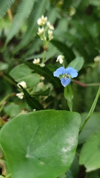 鴨拓草花