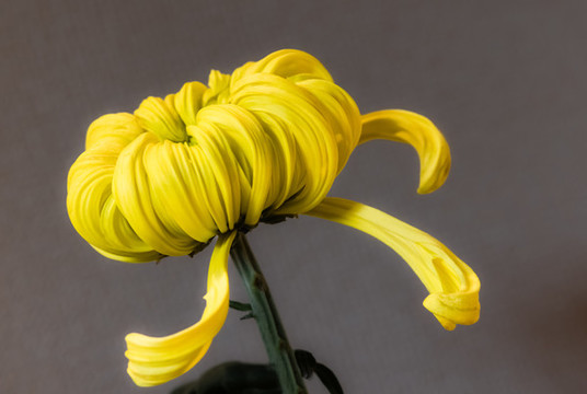 秋菊