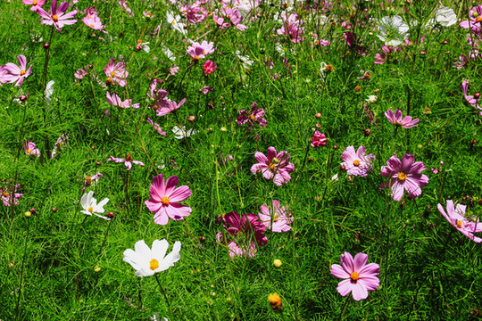 格桑花