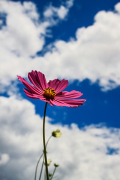 格桑花