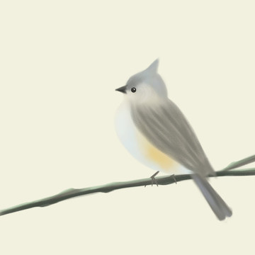 手繪鳥(niǎo)