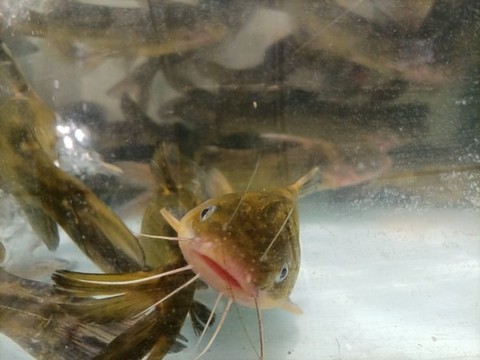 黃骨魚