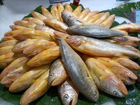 桂魚