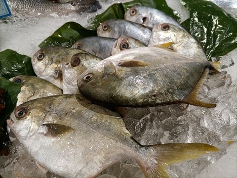 金鯧魚