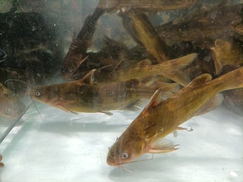 黃骨魚