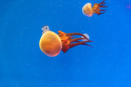 海洋生物