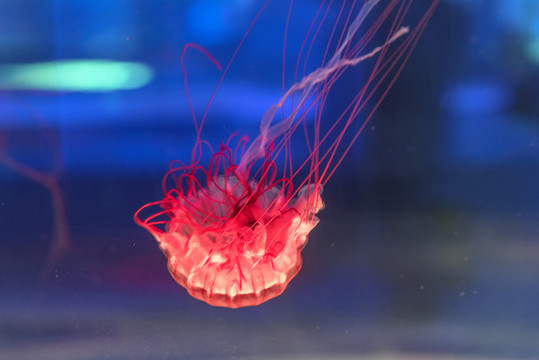 海洋生物