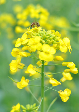油菜花