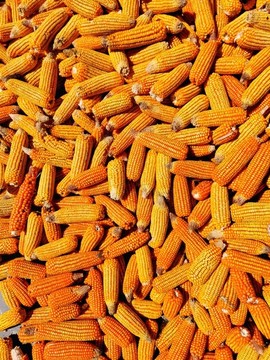 豐收的玉米棒