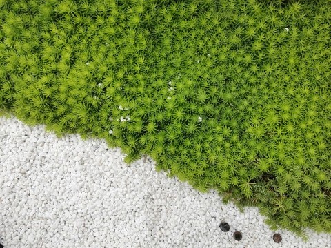 園林景觀綠化多肉白沙粒