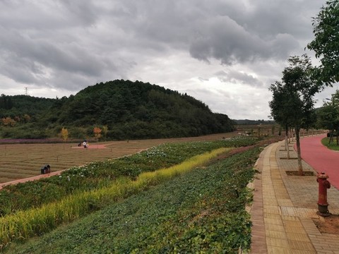 馬龍金瀾溪谷花海