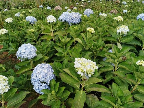 繡球花