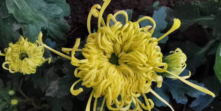菊花