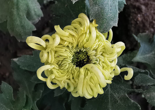 菊花