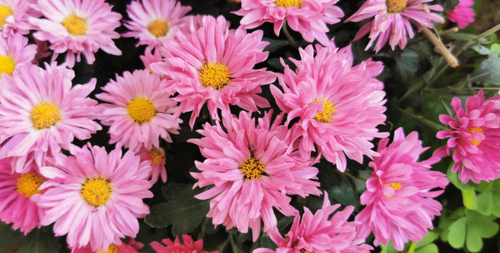 菊花