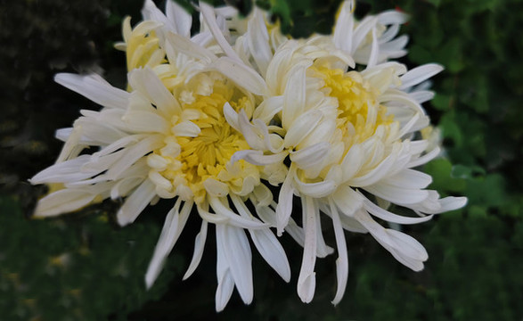 菊花