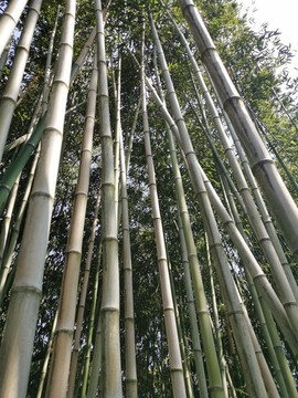 竹林