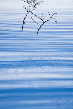 雪景