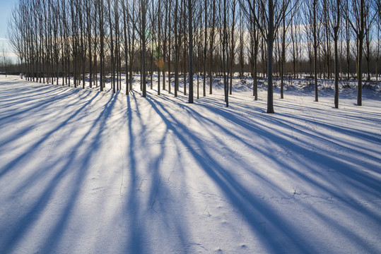 雪地