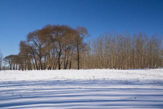 雪景