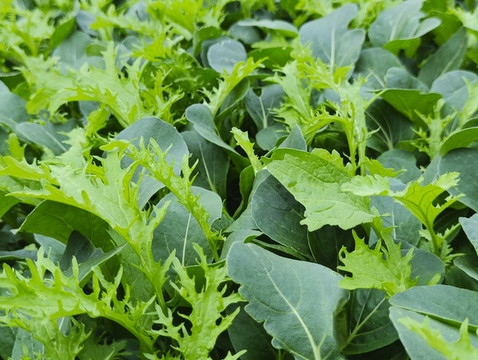 菜地冬青菜