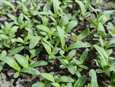 青菜苗