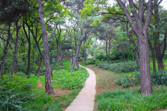 北戴河聯(lián)峰山小路幽雅恬靜