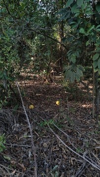 山林