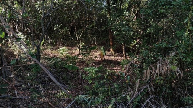 山林