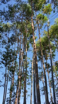桉樹林